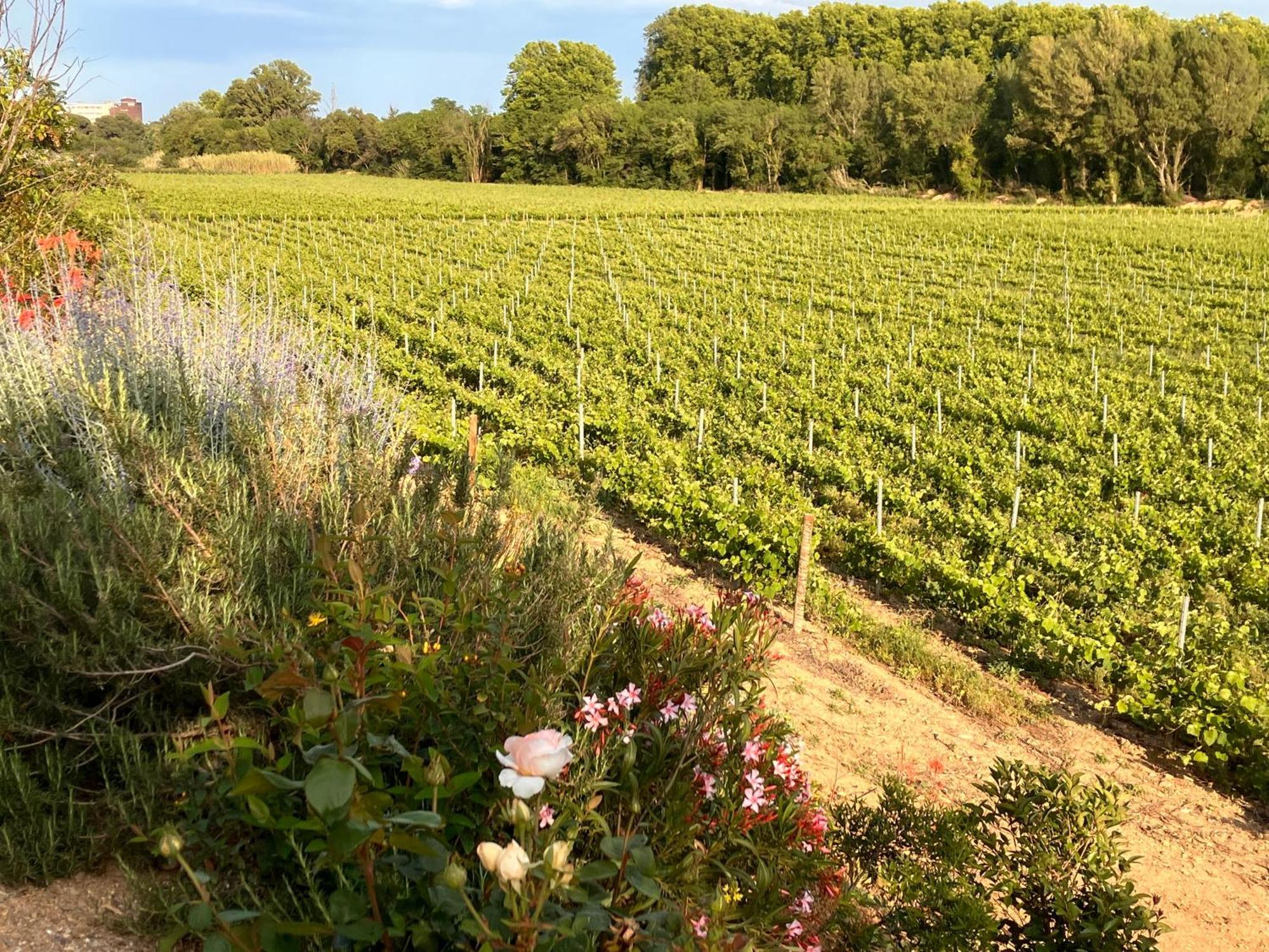 Domaine De L'Herbe Sainte Mirepeisset 외부 사진